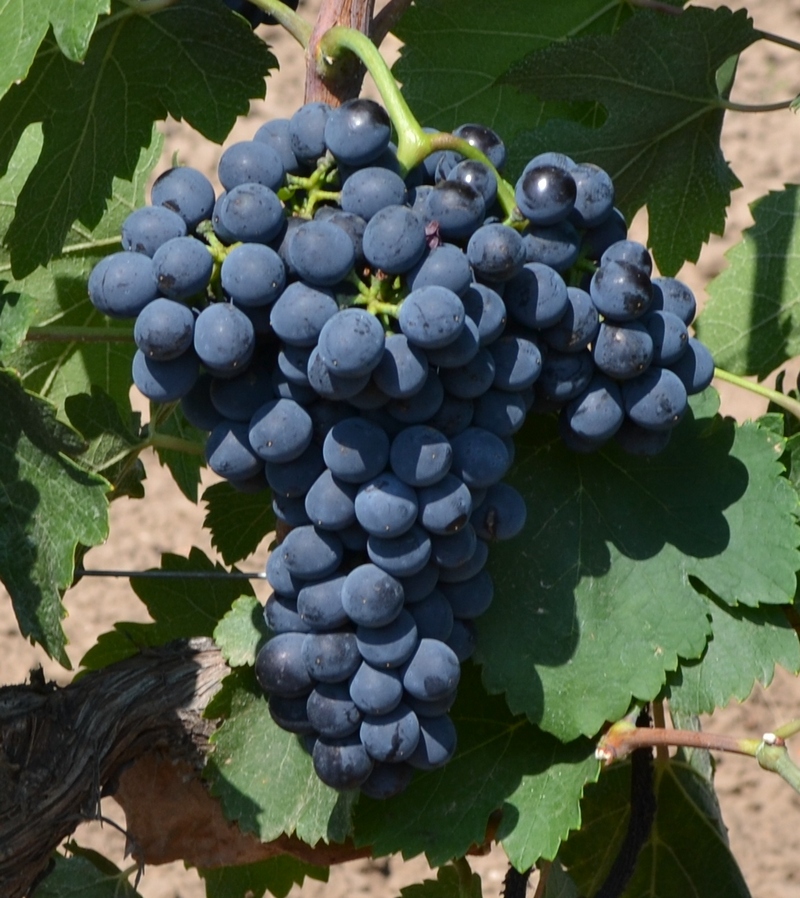 Мальбек (Malbec) - саженцы винограда