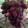 Пам'яті вчителя - саджанці винограду
