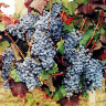 Одесский черный - саженцы винограда ОПТ