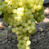 Вайт Флейм сідліс (White Flame seedless)