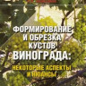 Формування та обрізка кущів винограду