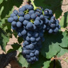 Malbec-3-1.JPG