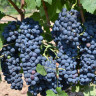 Malbec-1-1.JPG