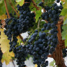 nebbiolo-1-1.jpg