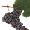 nebbiolo-2-2.jpg