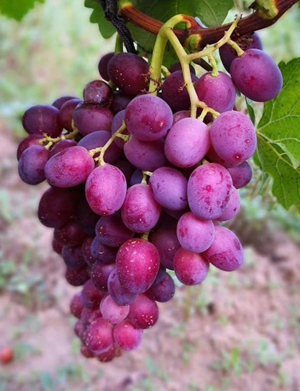 Сорт винограда велюр отзывы. Виноград пестрый. Сорт винограда пестрый. Сорт variegata виноград. Мускатный виноград.