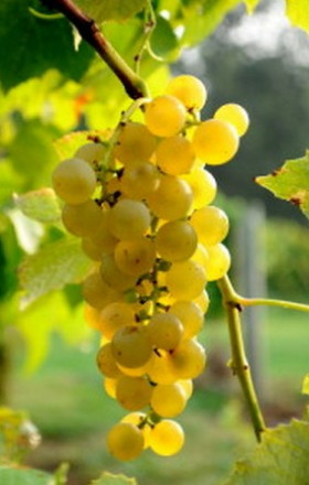 Саженцы винограда технических (винных) сортов