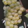 Chardonnay-2.jpg