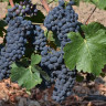 Pinot Noir-2-1.jpg