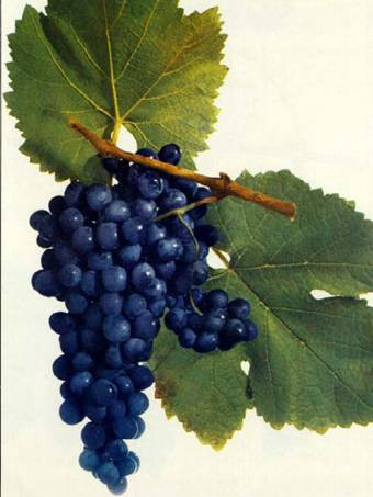 Саперави Северный - саженцы винограда