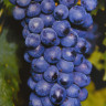 Sangiovese-1-1.JPG