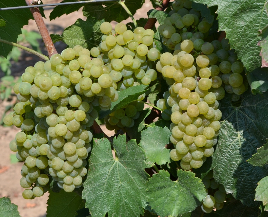 Совіньйон білий (блан) - саджанці винограду