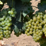 Sauvignon blan-5-1.JPG