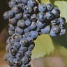 Petit verdot-0-1.JPG