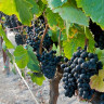 Petit verdot-1-1.JPG