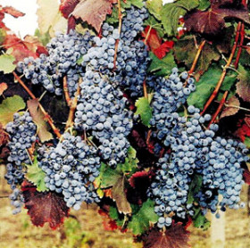 Одеський чорний - саджанці винограду ОПТ