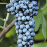 Syrah-1-1pz.jpg