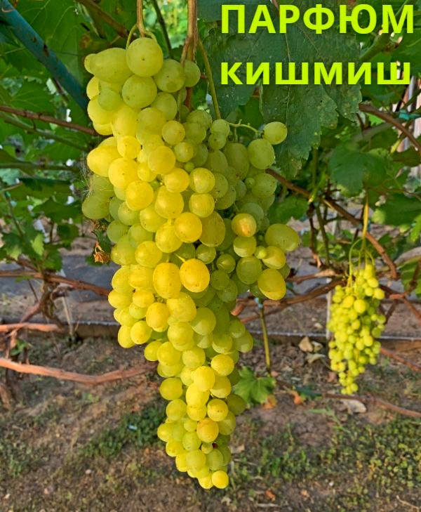 Парфюм кишмиш