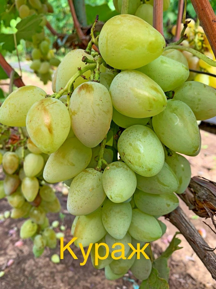 Кураж