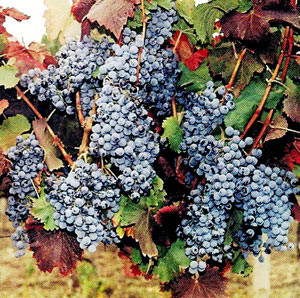 Одеський чорний - саджанці винограду