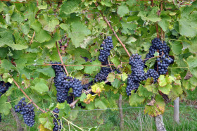 Сира (Syrah) - саженцы винограда