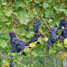 Сира (Syrah) - саженцы винограда