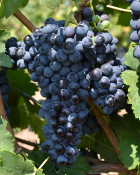 Мальбек (Malbec) - саджанці винограду (опт від 25 шт)