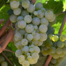 Riesling rein-2-1x5.JPG